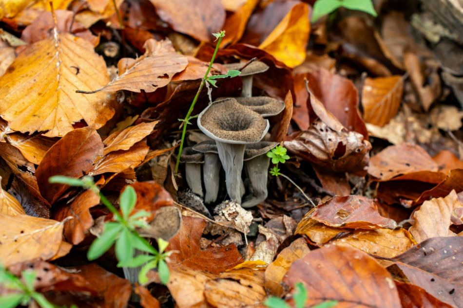 Corne des morts (Craterellus cornucopioides) - Guide de reconnaissance